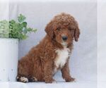 Small #2 Goldendoodle (Miniature)