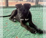 Small Feist Terrier-Labrador Retriever Mix
