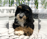 Small Photo #1 Miniature Bernedoodle Puppy For Sale in MARIETTA, GA, USA