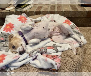 Mama Peaches - Female Chihuahua-Unknown Mix Dog for Adoption - Photo #5