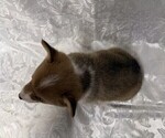 Small #4 Pembroke Welsh Corgi