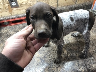 German Shorthaired Pointer Puppy for sale in PECATONICA, IL, USA
