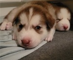 Small Photo #4 Siberian Husky Puppy For Sale in WINTER HAVEN, FL, USA