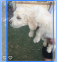Small Photo #1 Goldendoodle Puppy For Sale in SCOTTSDALE, AZ, USA