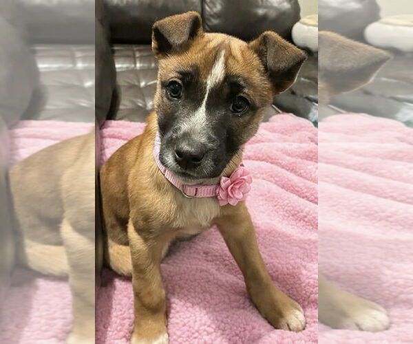 Medium Photo #1 Mutt Puppy For Sale in Fenton, MO, USA