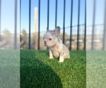 Small #1 French Bulldog