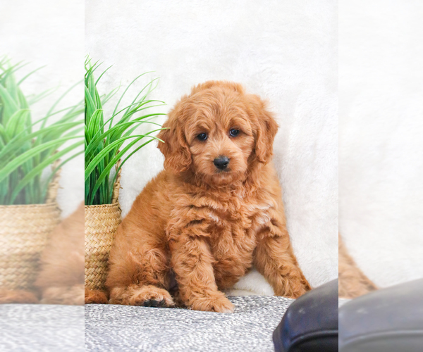 Medium Photo #7 Goldendoodle Puppy For Sale in SYRACUSE, IN, USA