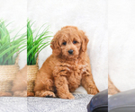 Small Photo #7 Goldendoodle Puppy For Sale in SYRACUSE, IN, USA