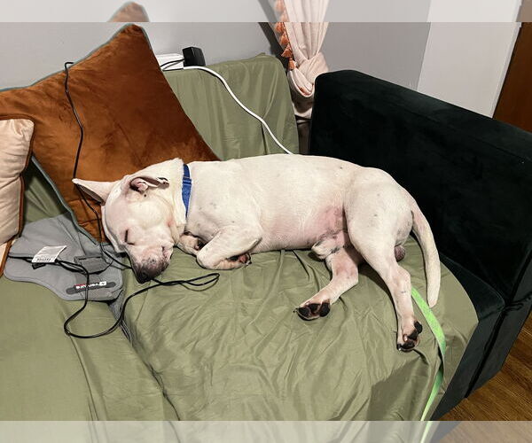 Medium Photo #10 Miniature English Bulldach Puppy For Sale in Minneapolis, MN, USA