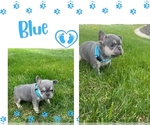 Small Photo #4 French Bulldog Puppy For Sale in HERRIMAN, UT, USA