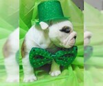 Small Photo #13 English Bulldog Puppy For Sale in HAMILTON, OH, USA