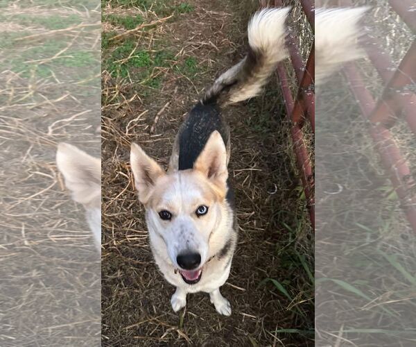 Medium Photo #10 Siberian Husky-Unknown Mix Puppy For Sale in Roaring River, NC, USA