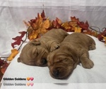 Small #1 Golden Retriever