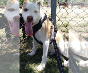 Labrador Retriever-Unknown Mix Dogs for adoption in Amarillo, TX, USA