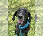 Small #13 Plott Hound-Weimaraner Mix
