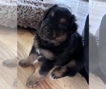 Litter of 10 - Male(s) and Female(s) Bernedoodle-German Shepherd Dog MixLitter of Puppies for Sale - Photo #5