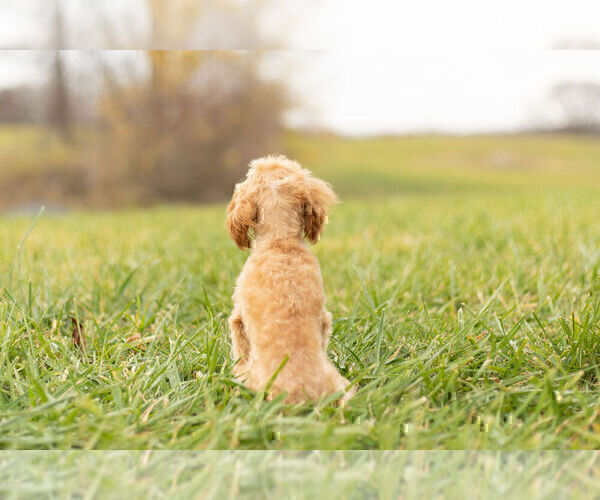 Medium Photo #7 Maltipoo Puppy For Sale in WARSAW, IN, USA