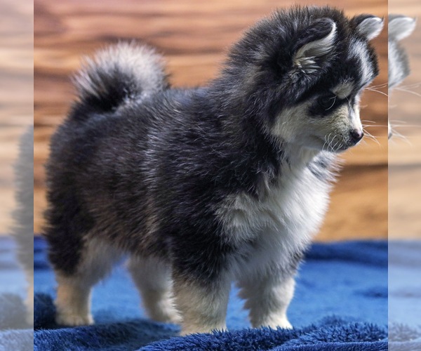 Medium Photo #3 Pomsky Puppy For Sale in TAMPICO, IL, USA