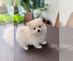 Small Pomeranian