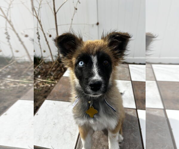 Medium Photo #1 Mutt Puppy For Sale in Sandy, UT, USA