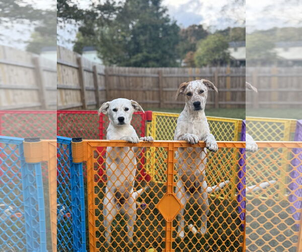 Medium Photo #8 Basset Hound-Red Heeler Mix Puppy For Sale in Holly Springs, NC, USA