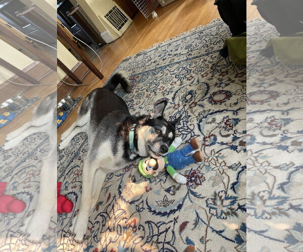 Medium Photo #21 Siberian Husky-Unknown Mix Puppy For Sale in Minneapolis, MN, USA