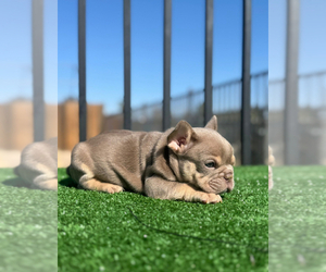 French Bulldog Puppy for sale in ATLANTA, GA, USA
