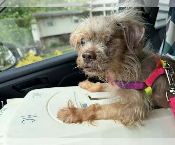 Medium Photo #2 Mutt Puppy For Sale in New York, NY, USA