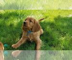 Small Photo #7 Irish Doodle Puppy For Sale in NAMPA, ID, USA