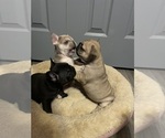 Small Photo #5 French Bulldog Puppy For Sale in EMORY, TX, USA
