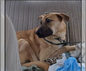 German Shepherd Dog-Unknown Mix Dogs for adoption in Winston Salem, NC, USA