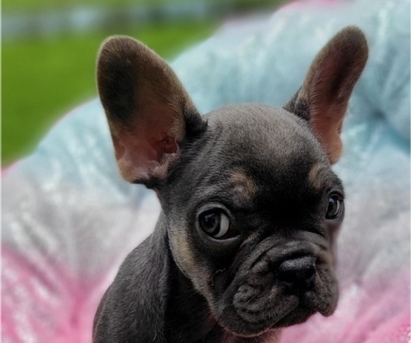 Medium Photo #1 French Bulldog Puppy For Sale in CLEARWATER, FL, USA
