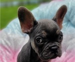 Small Photo #1 French Bulldog Puppy For Sale in CLEARWATER, FL, USA