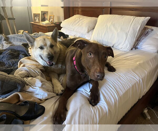 Medium Photo #4 Chocolate Labrador retriever-Doberman Pinscher Mix Puppy For Sale in Minneaoplis, MN, USA