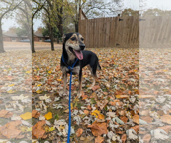 Medium Photo #4 Mutt Puppy For Sale in Munford, TN, USA