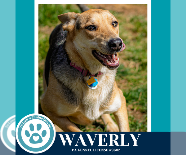 Medium Photo #11 German Shepherd Dog-Unknown Mix Puppy For Sale in Kimberton, PA, USA