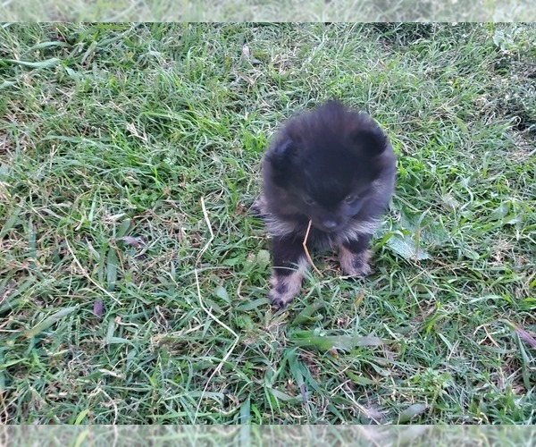 Medium Photo #2 Pomeranian Puppy For Sale in KILLEEN, TX, USA