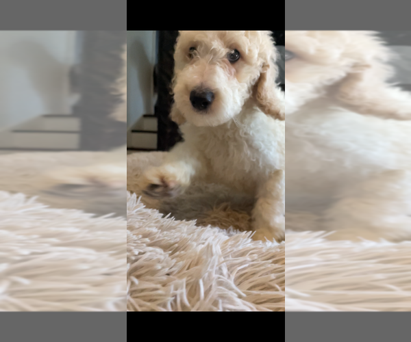 Medium Photo #15 Poodle (Standard) Puppy For Sale in COLUMBIA, SC, USA