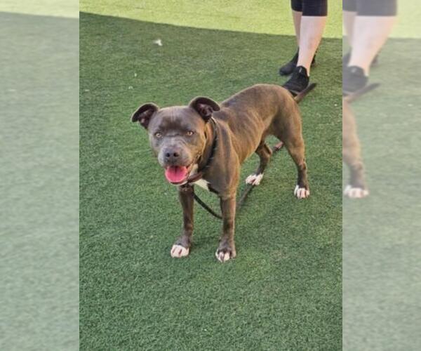 Medium Photo #10 American Pit Bull Terrier-Unknown Mix Puppy For Sale in Rockwall, TX, USA