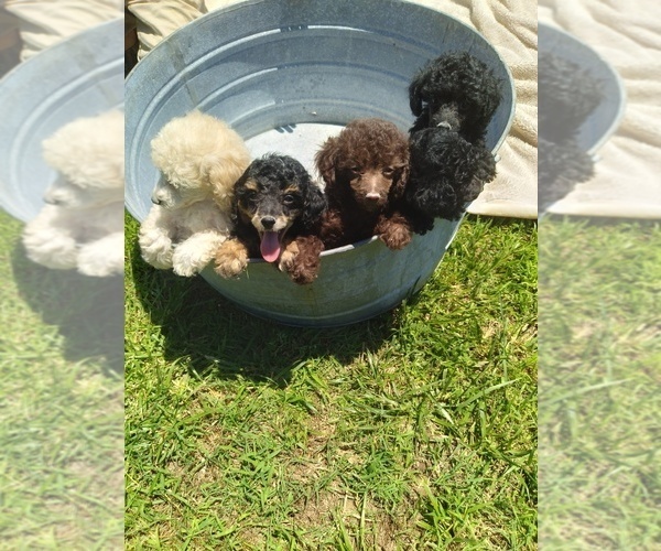 Medium Photo #2 Poodle (Toy) Puppy For Sale in DANVILLE, VA, USA