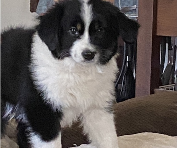 Medium Photo #3 Miniature American Shepherd Puppy For Sale in PLACERVILLE, CA, USA