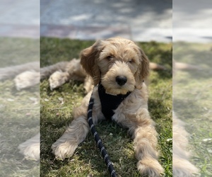 Goldendoodle Puppy for sale in EAST LONG BEACH, CA, USA