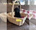 Small Photo #7 Goldendoodle Puppy For Sale in LOGAN, UT, USA