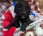 Small Photo #3 Bernedoodle Puppy For Sale in MORGANTON, NC, USA