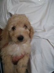 Medium Goldendoodle (Miniature)