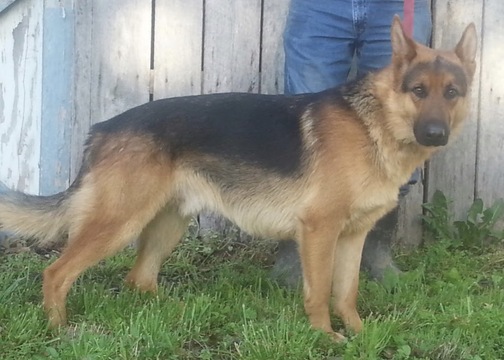 Medium Photo #1 German Shepherd Dog Puppy For Sale in ROLLA, MO, USA