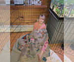 Small Photo #4 Weimaraner Puppy For Sale in WAVERLY, NY, USA