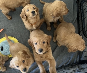 Doodle-Golden Retriever Mix Puppy for sale in LONG BEACH, CA, USA