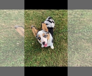 Father of the Pembroke Welsh Corgi puppies born on 05/26/2026