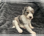 Small #16 Bernedoodle